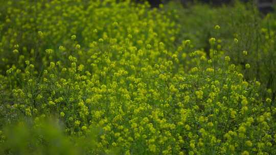 田野绿色植物