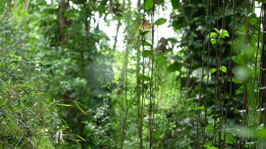 树林中的藤曼绿植实拍