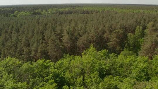 巨大的森林里长满了绿树_空中倾斜拍摄