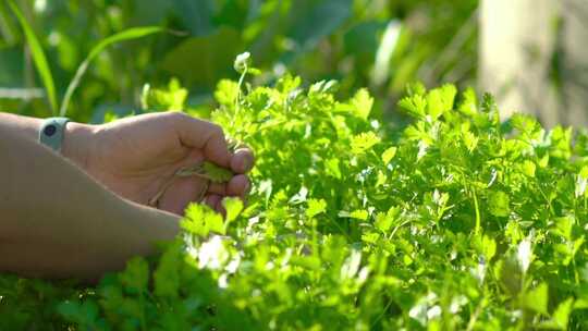 美女在菜园子里摘青菜香菜