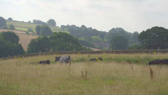 山里草原几头牛休闲中远景