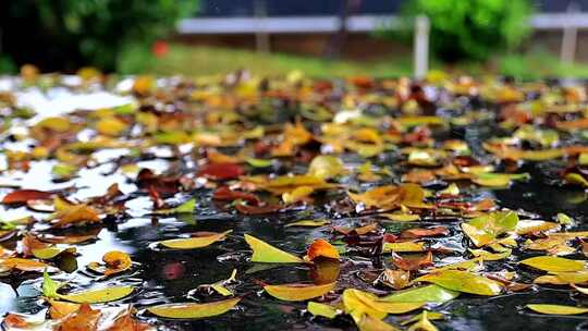 雨水滴答打落地砖落叶上高清