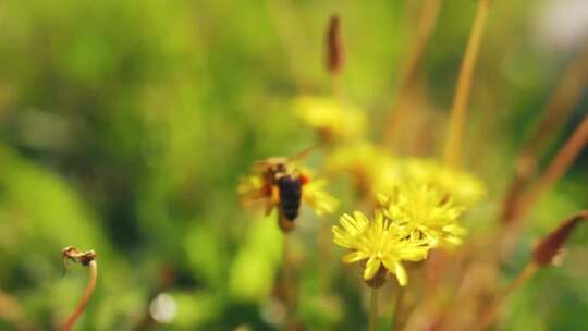 特写蜜蜂采花粉