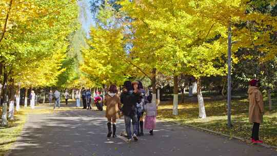 秋天 银杏叶黄了 路人 一家人公园散步