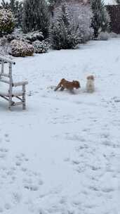 狗在雪地上玩耍