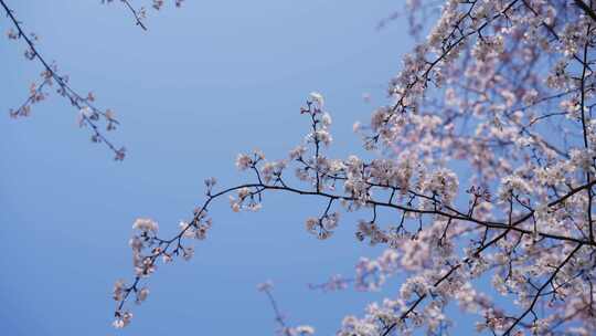 樱花春天樱花开放