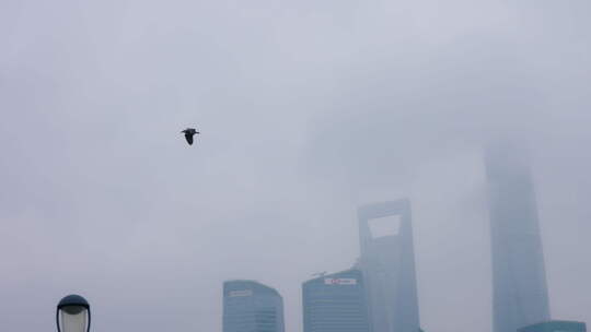 阴雨天飞鸟飞过外滩仙境