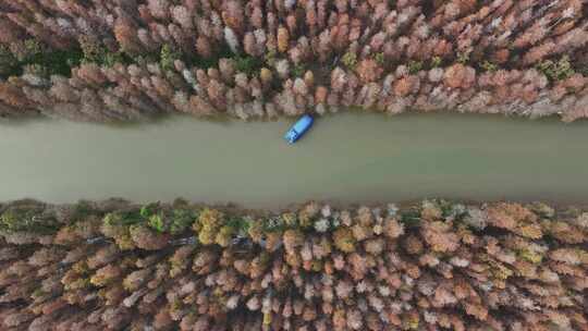 中国广东省珠海市斗门区磨刀门水道落羽杉