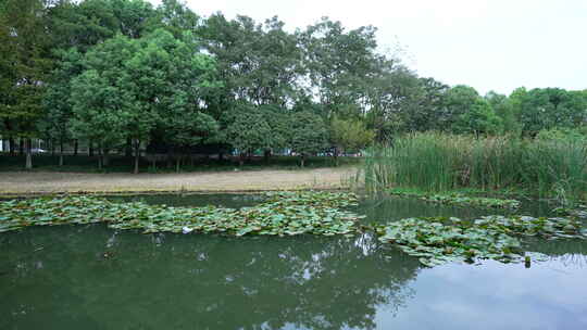 武汉光谷三路湿地公园风景