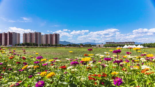 北京怀柔杨宋影都花海风光延时