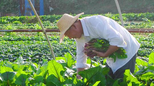 新鲜红菜苔视频素材模板下载