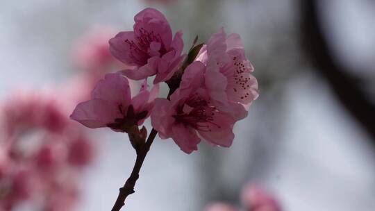 人面桃花鲜花粉嫩鲜花花朵