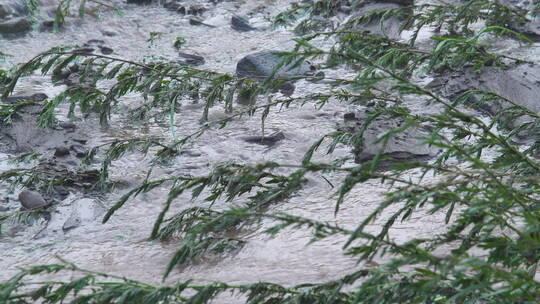 旅游景区 隔河边芦苇拍摄河水石滩 含狗吠声