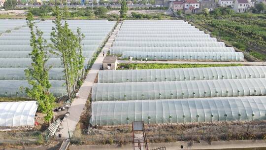上海崇明区大棚种植西瓜蔬菜基地4K航拍