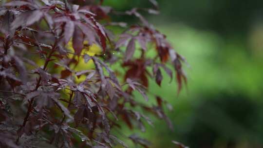 秋天枫叶在雨中轻轻摇动