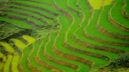 风景优美的水稻梯田