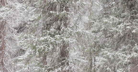 冬季森林暴雪特写空镜头