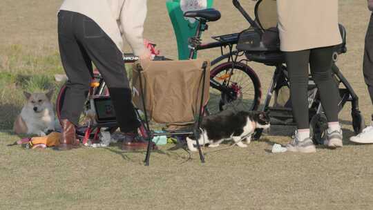 户外草地猫狗与人相伴的温馨场景