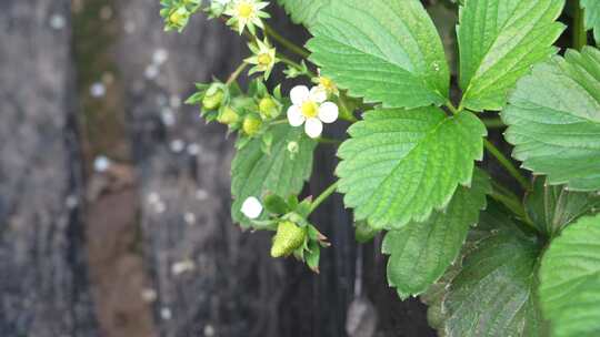 草莓园 农田 农业作物 水果 绿色植物 温室