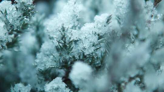 第一场雪落在树上