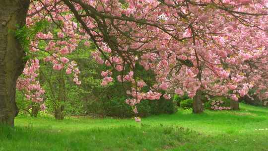 横移拍摄春天巨大樱花树