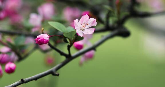 西湖海棠花