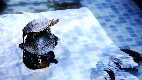 在池塘里休息的海龟