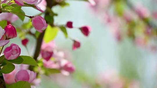 北京春天阳光下盛开的西府海棠花朵花簇特写