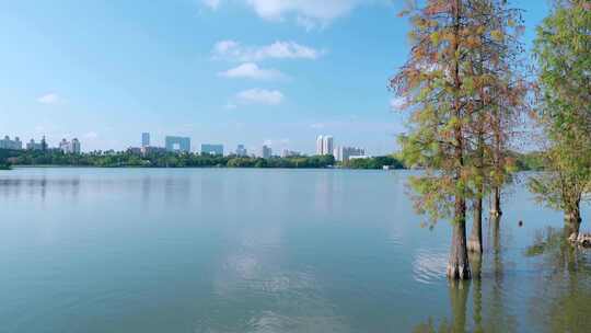 广州海珠湖公园落羽杉林湖景自然风光