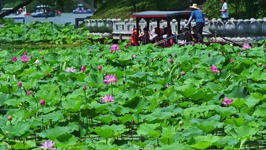 夏季荷塘湖面游船摇橹船赏荷花荷叶