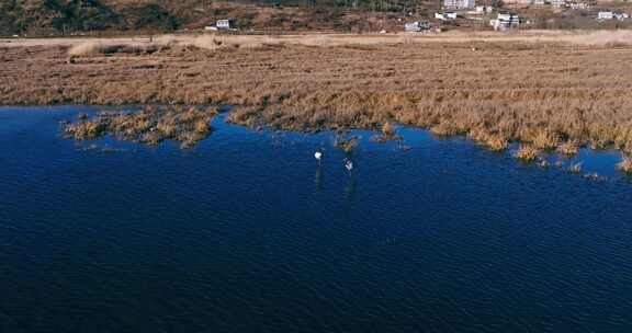 4k贵州威宁草海黑颈鹤栖息地升格航拍