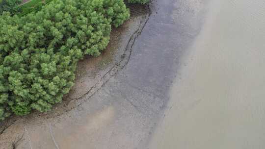 海湾滩涂边的无瓣海桑树航拍