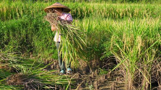 农村妇女田地里割水稻辛勤劳动