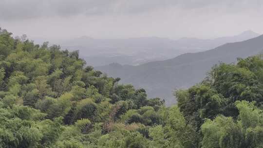 径山寺竹林