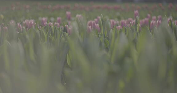 郁金香花海