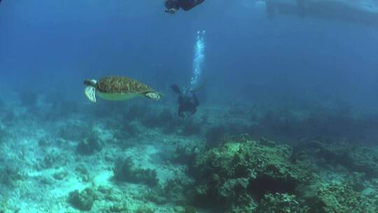 一只海龟在水下游泳