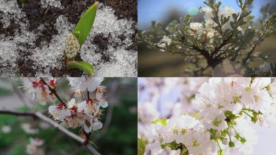 立春春分合集素材 春暖花开万物复苏冰雪融化