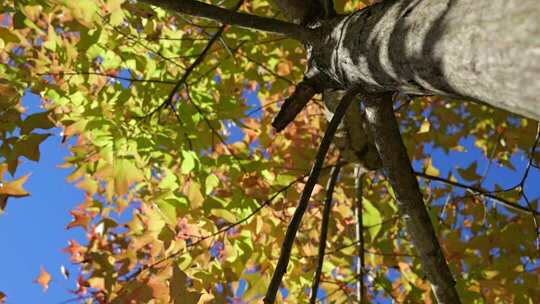 4K高清仰视视角下的秋日枫树