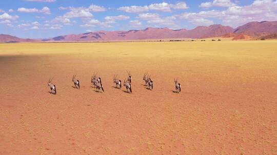一群羚羊走在非洲大平原上