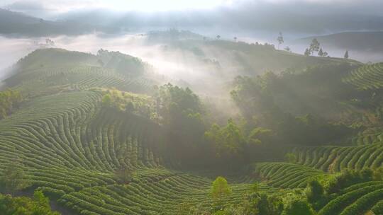 航拍云雾中的茶山