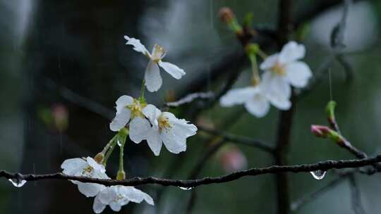 春天雨季樱花