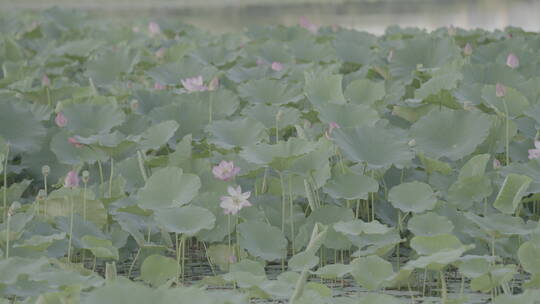 荷花池的荷花