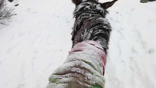 冬天在冰天雪地里骑马的第一人称视角
