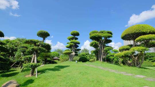 公园景观树造型修剪园林艺术园艺雕塑植物园