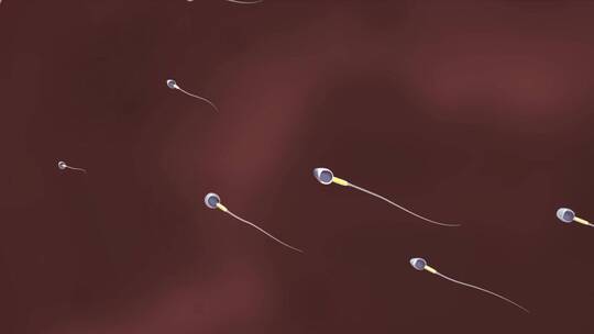 人体精子卵子受精过程动画
