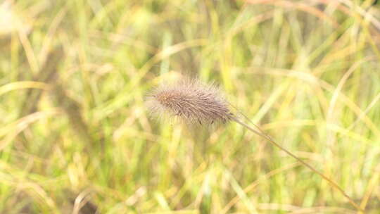 大尾巴草狗尾草 乡间田野