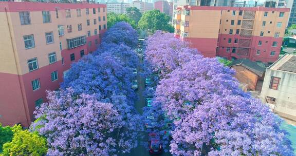 昆明蓝花楹航拍