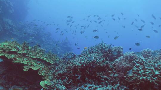 海洋底下的珊瑚礁视频素材模板下载
