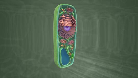 植物细胞 细胞核 液泡 叶绿体 细胞壁