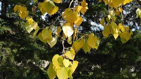 树上的金色叶子视频素材模板下载